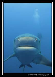 Helloooo Mr. Bull shark ! by Raoul Caprez 